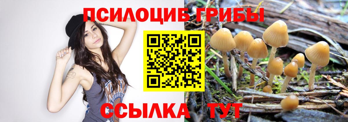 Кашира  Псилоцибиновые грибы Psilocybe  Вход с VPN 